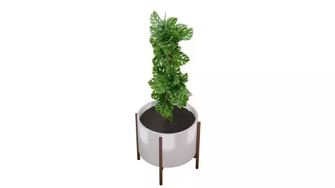 Potted Indoor Plant 3D Model