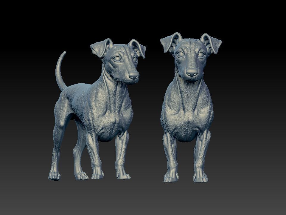 Manchester terrier Dog model - 3D print 3D print model_2