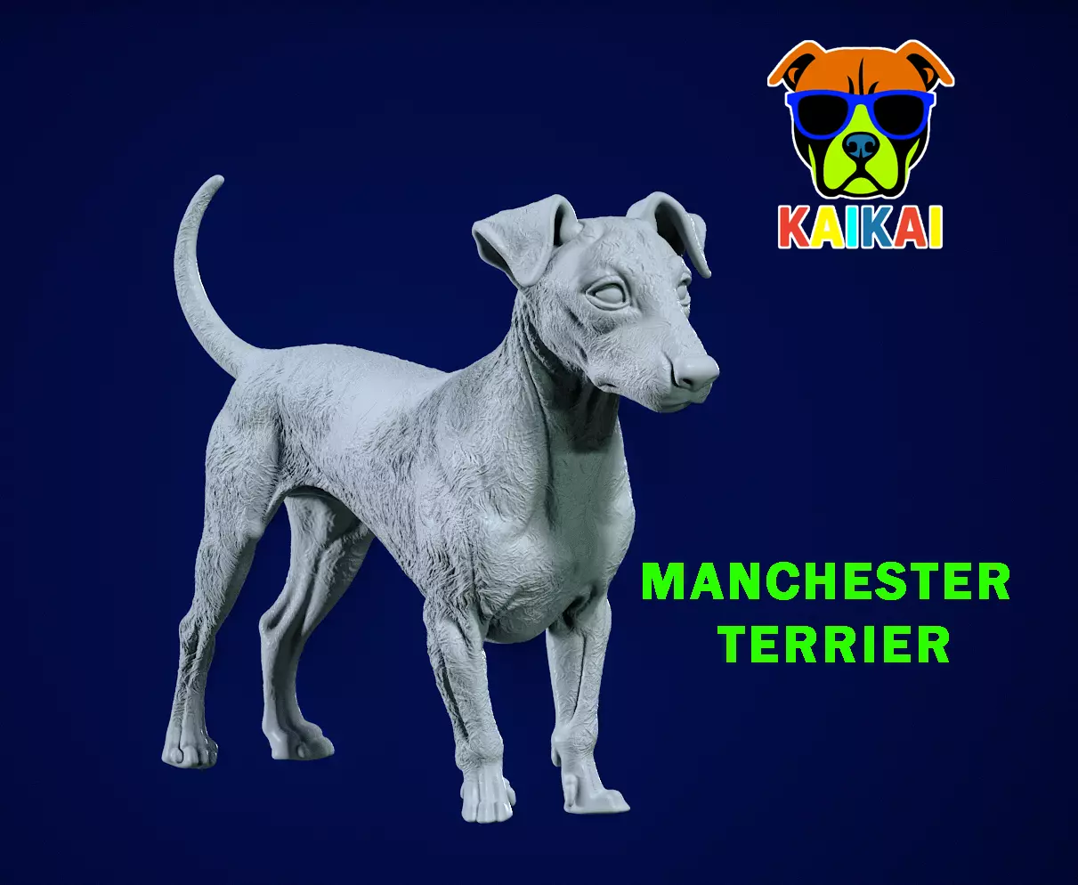 Manchester terrier Dog model - 3D print 3D print model_0