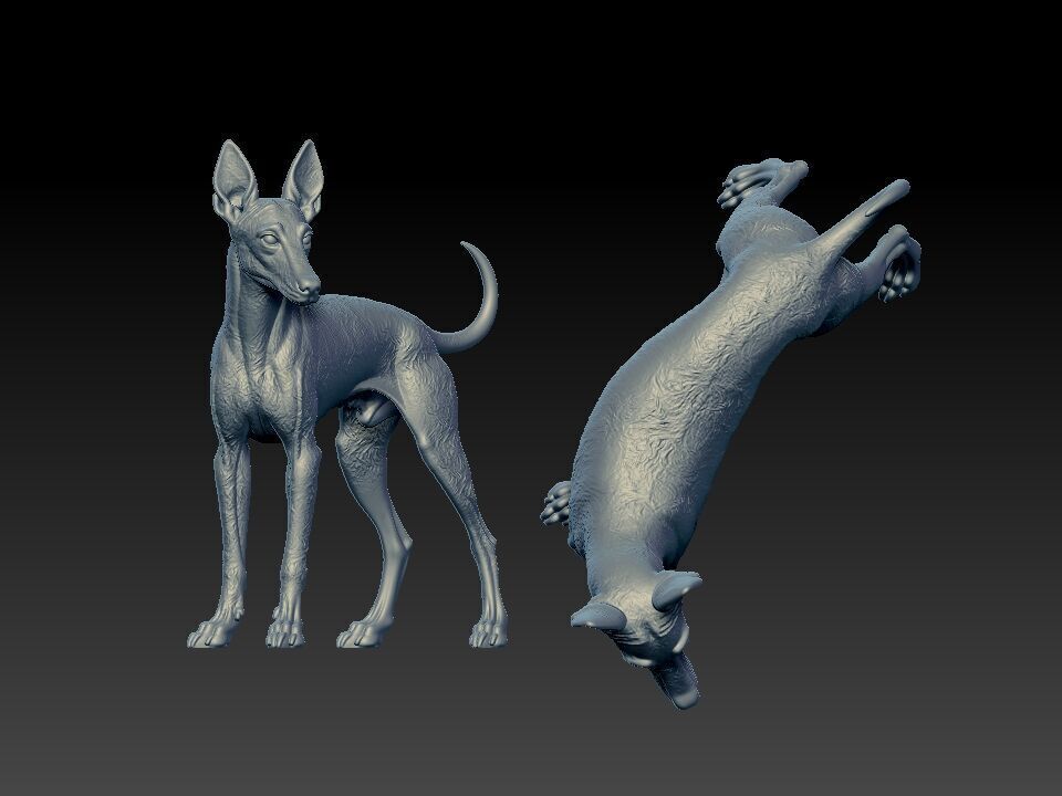 Manchester Terrier Dog model - 3D print 3D print model_2