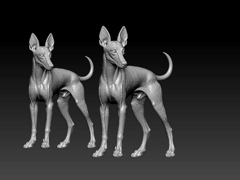 Manchester Terrier Dog model - 3D print 3D print model_1