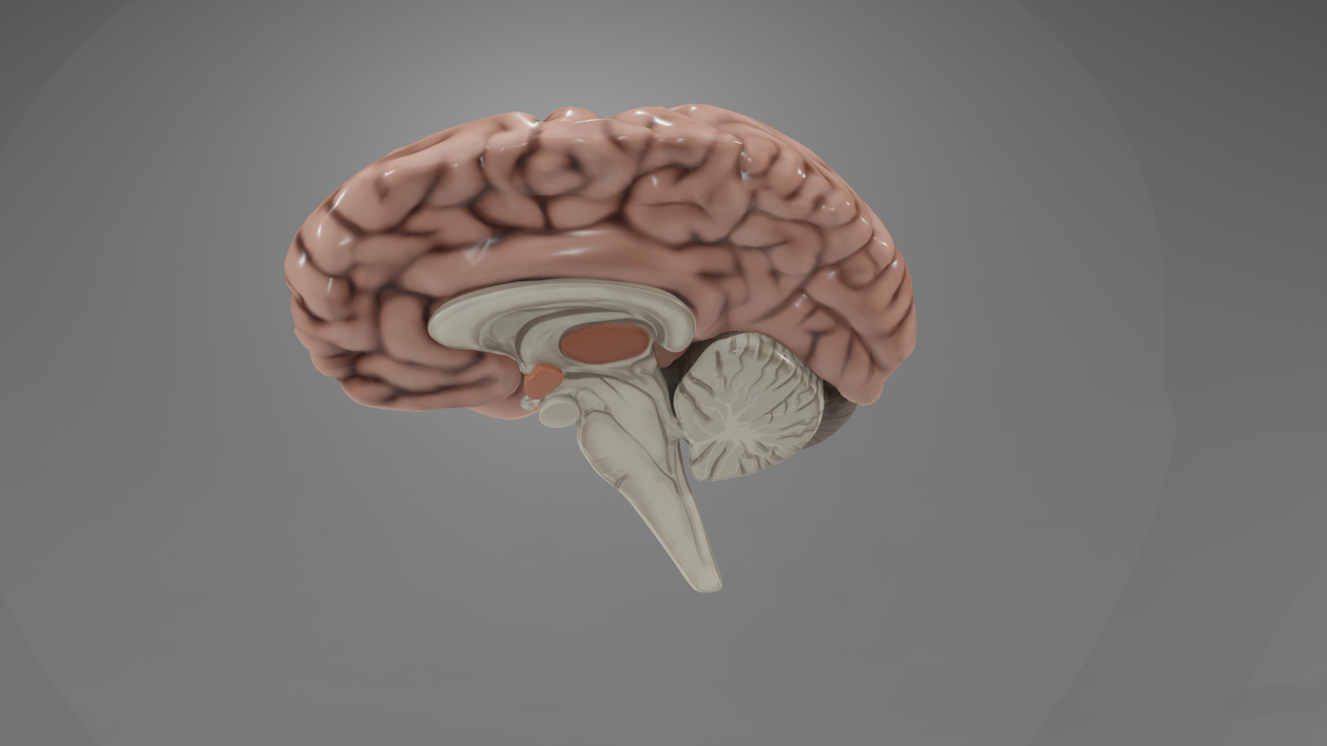 Human Brain Low-poly 3D model_30