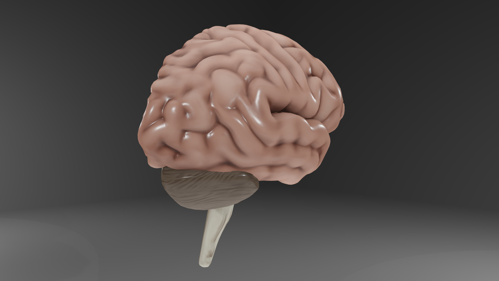 Human Brain Low-poly 3D model_7