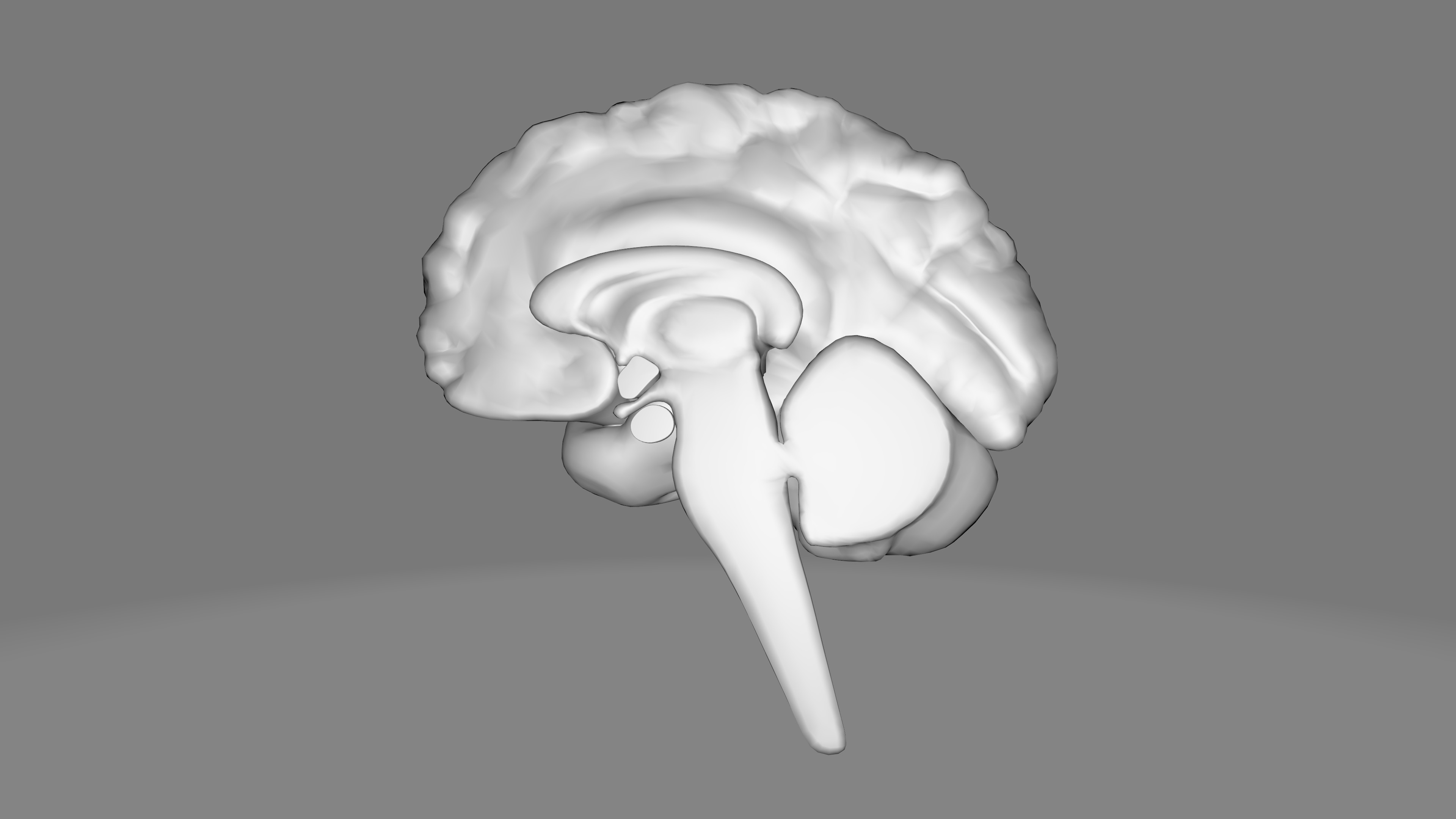 Human Brain Low-poly 3D model_16