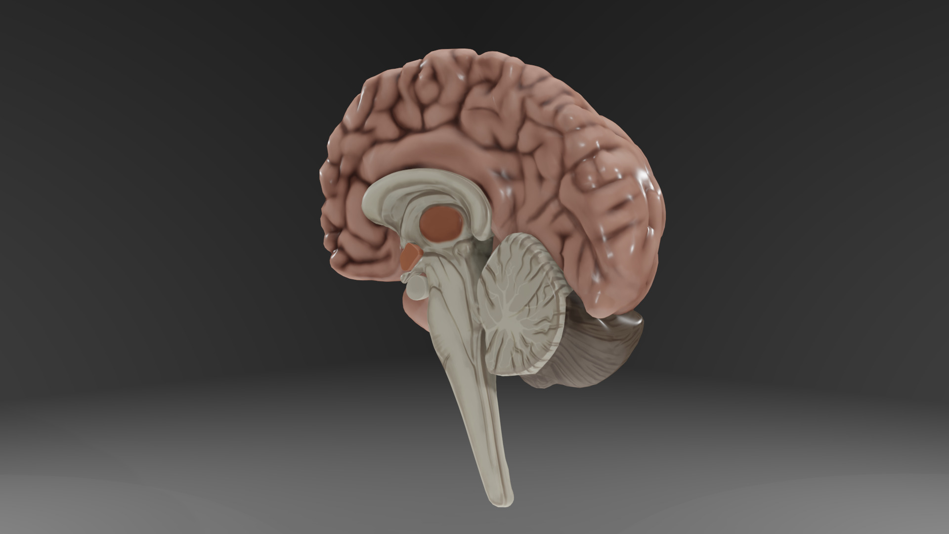 Human Brain Low-poly 3D model_46