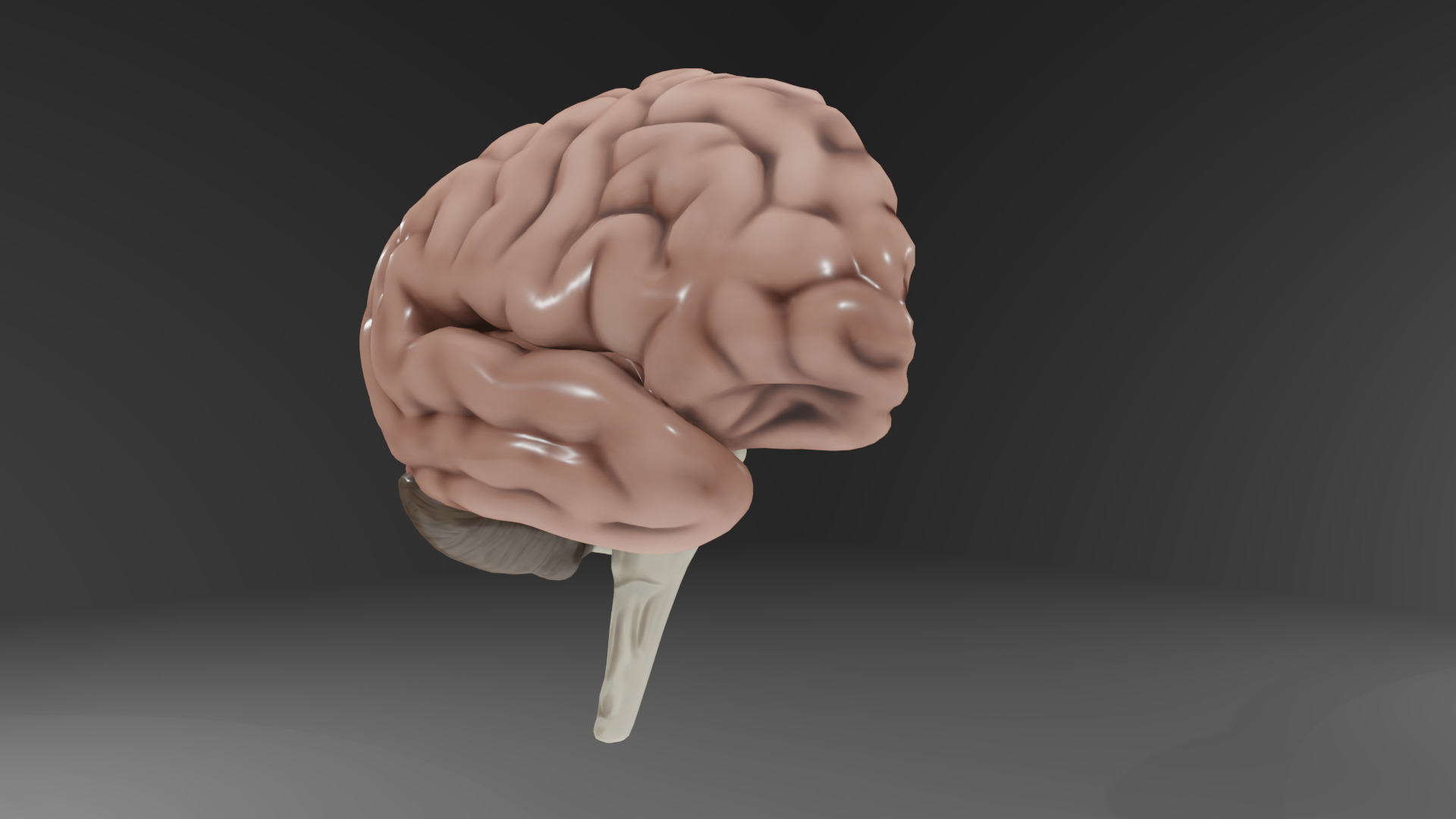 Human Brain Low-poly 3D model_6
