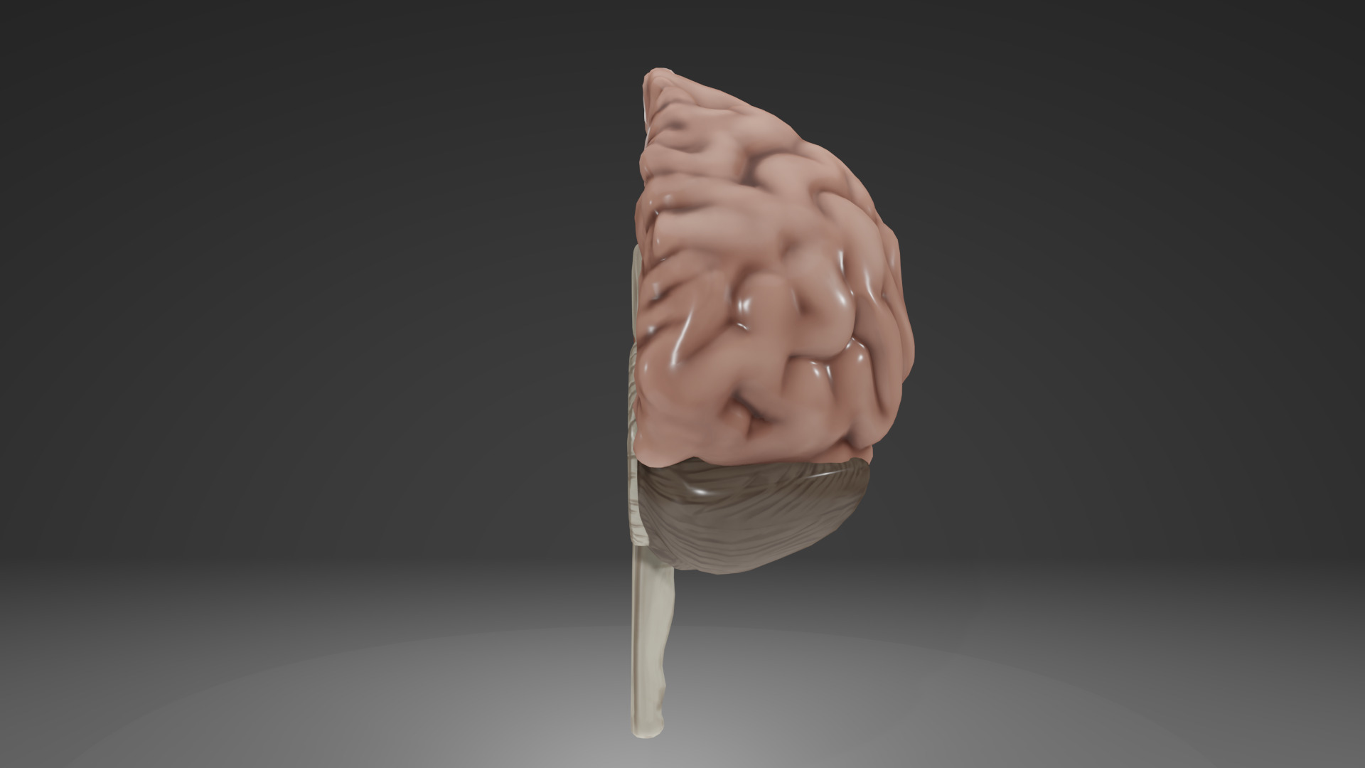Human Brain Low-poly 3D model_45