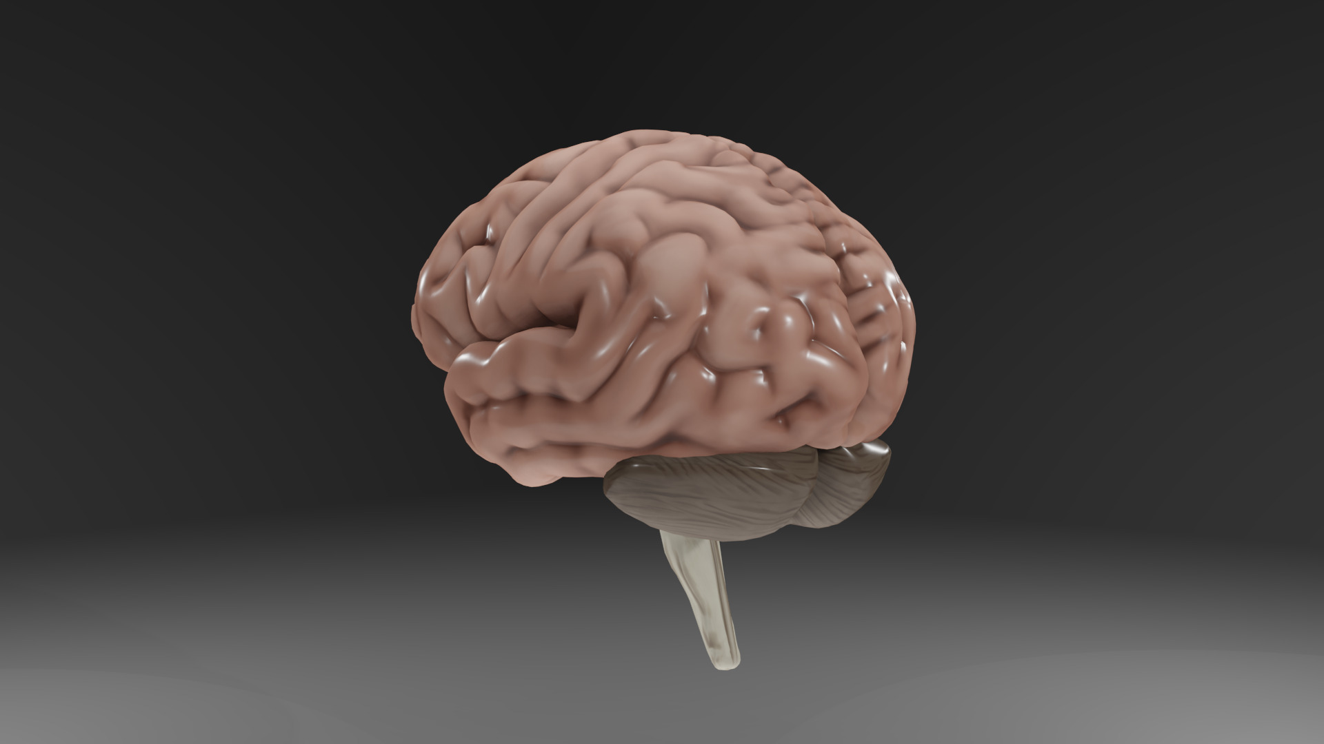 Human Brain Low-poly 3D model_34