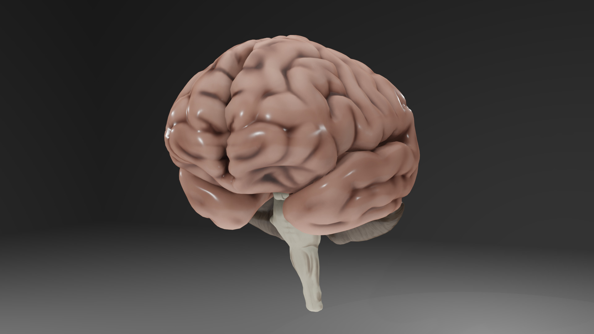 Human Brain Low-poly 3D model_32