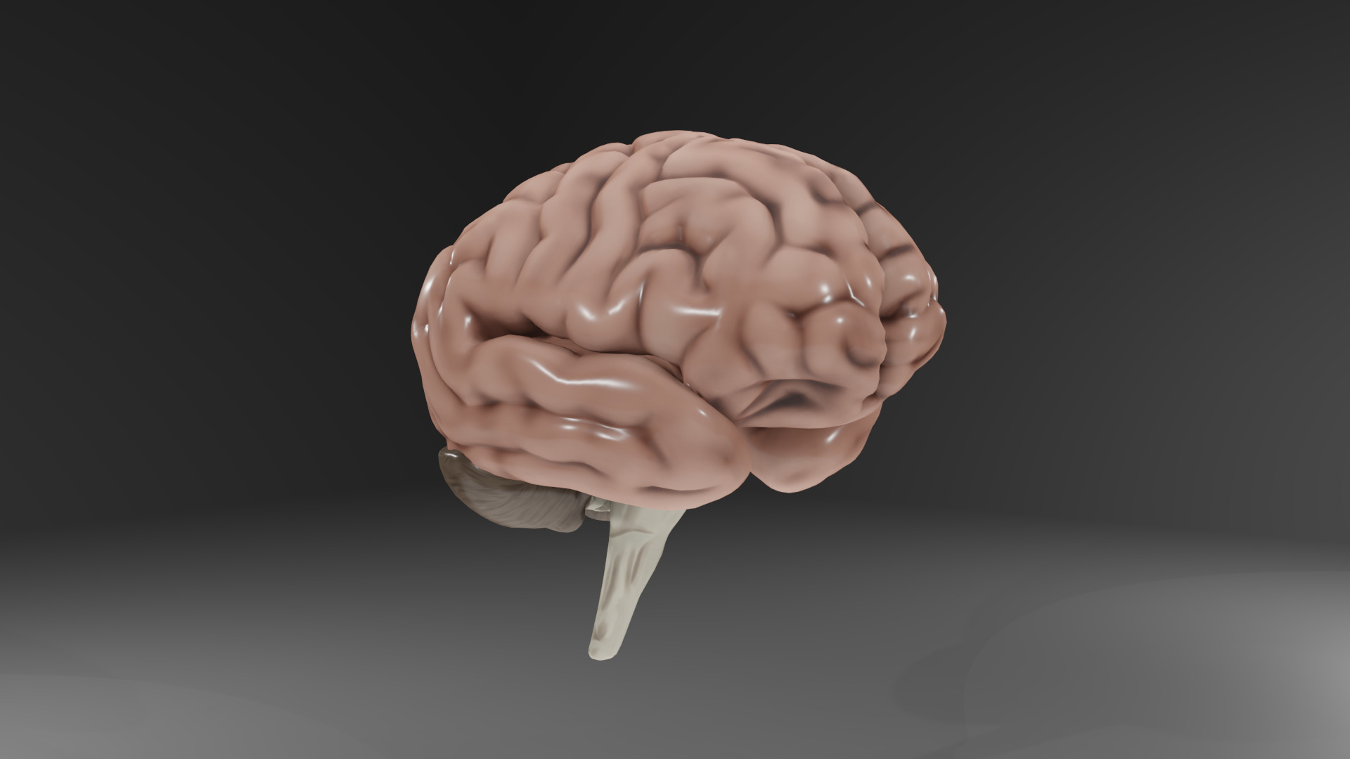 Human Brain Low-poly 3D model_29