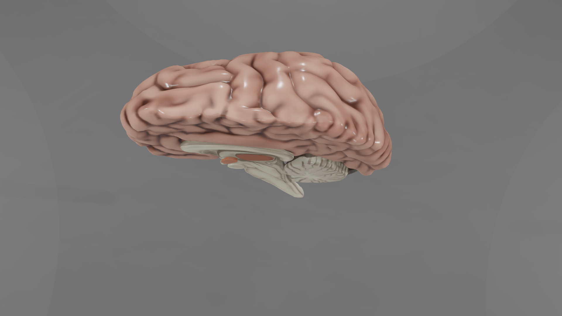 Human Brain Low-poly 3D model_25
