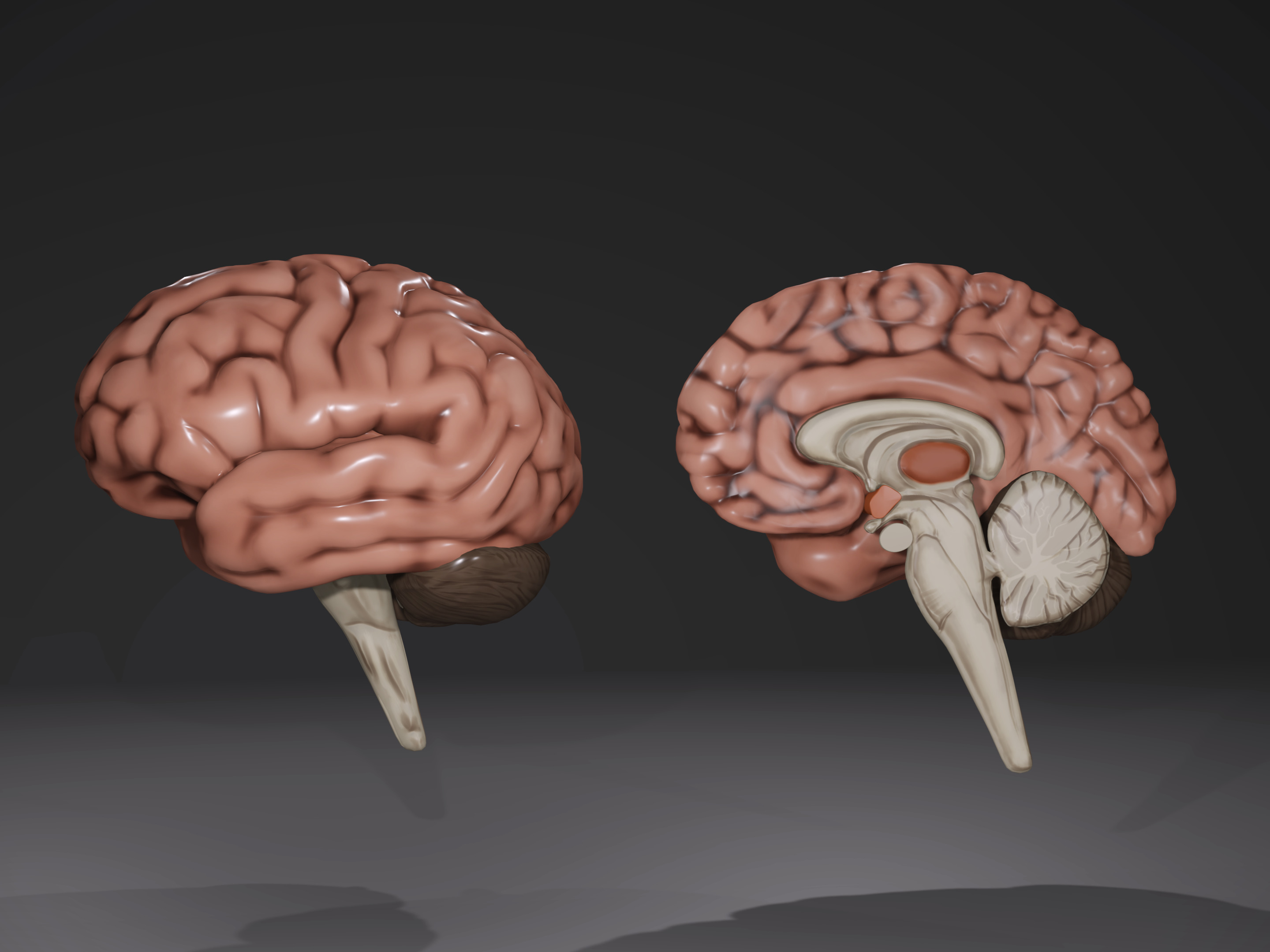 Human Brain Low-poly 3D model_9