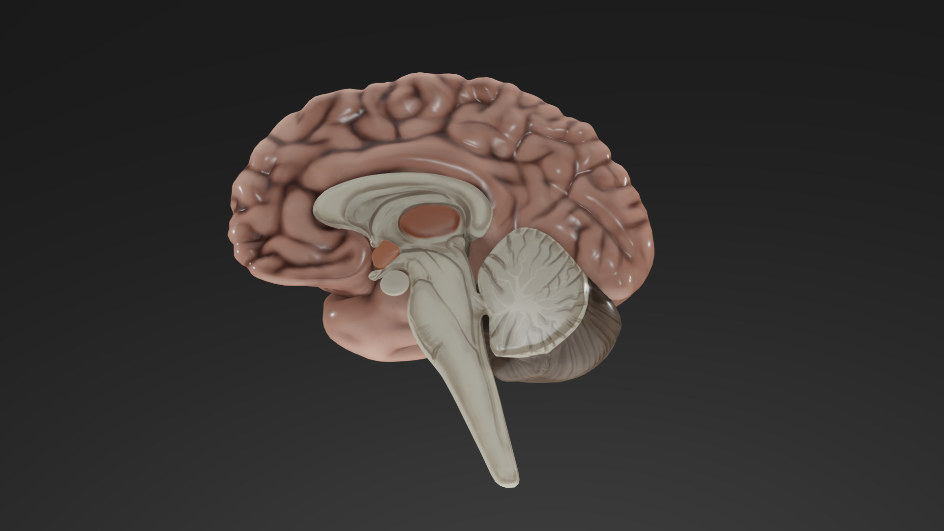 Human Brain Low-poly 3D model_37