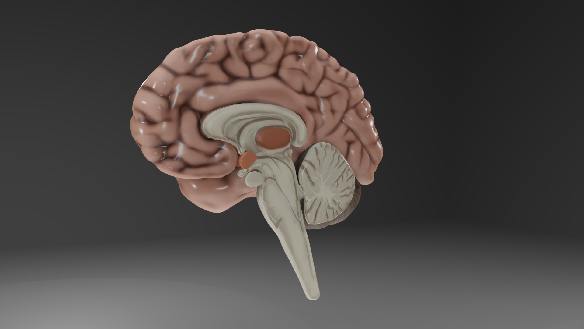 Human Brain Low-poly 3D model_1