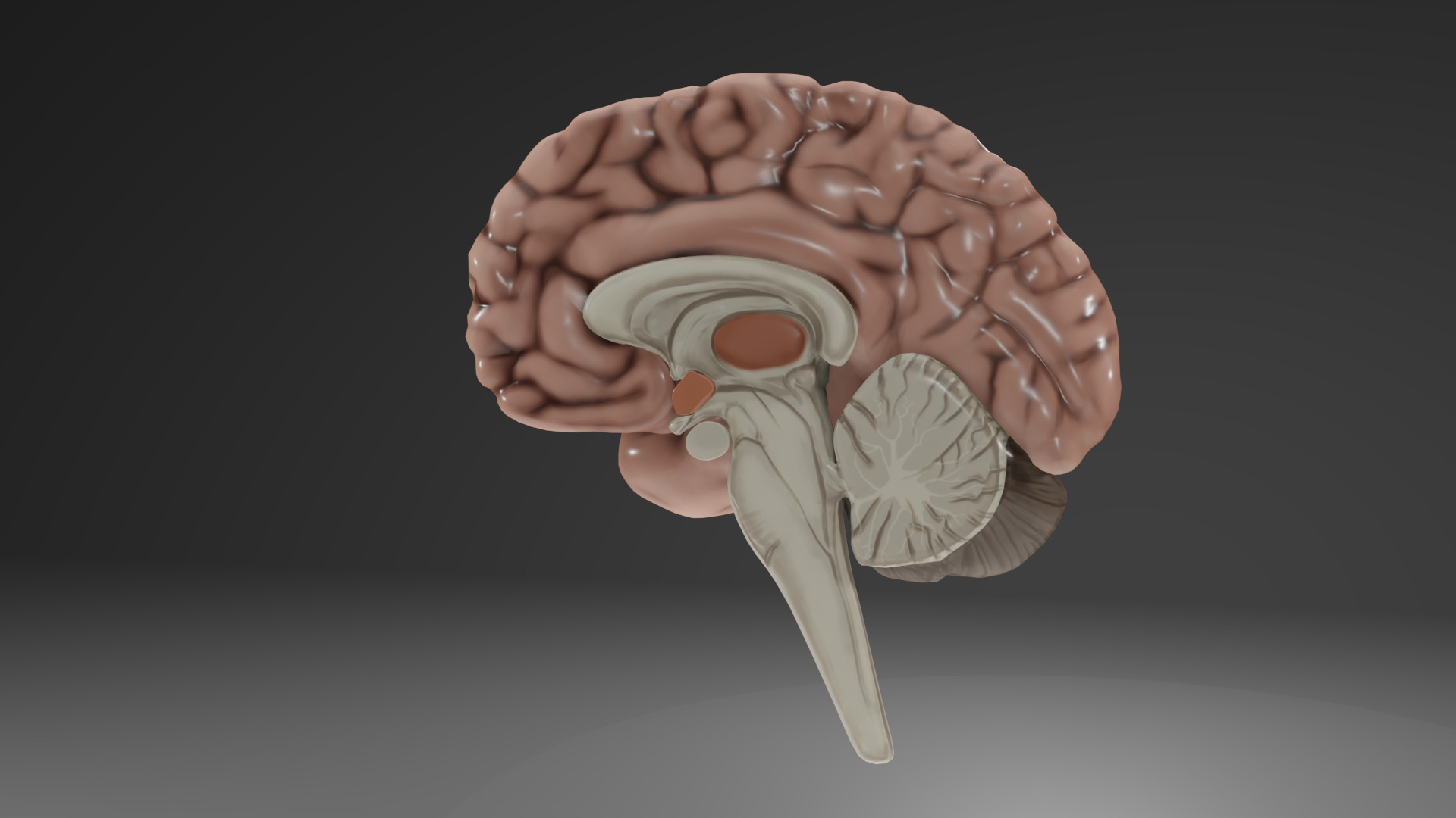 Human Brain Low-poly 3D model_22