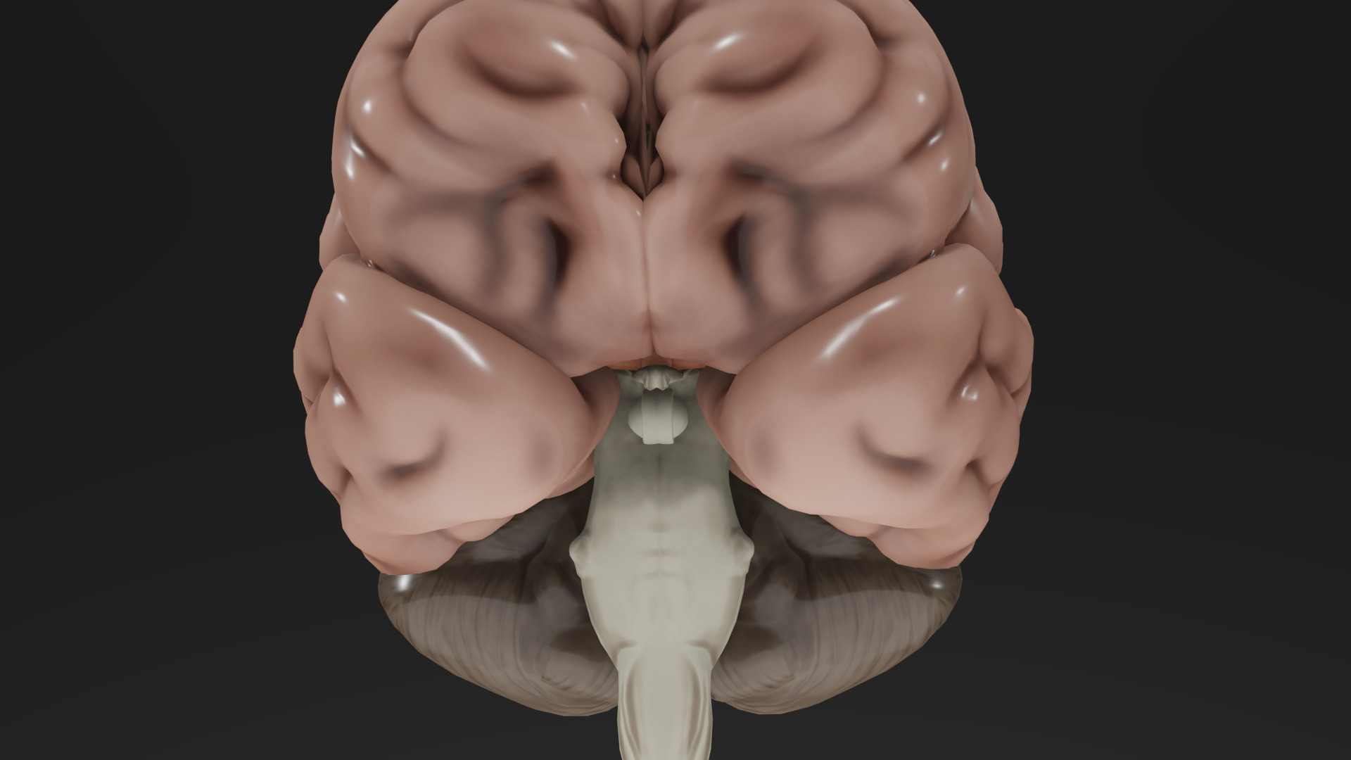 Human Brain Low-poly 3D model_39