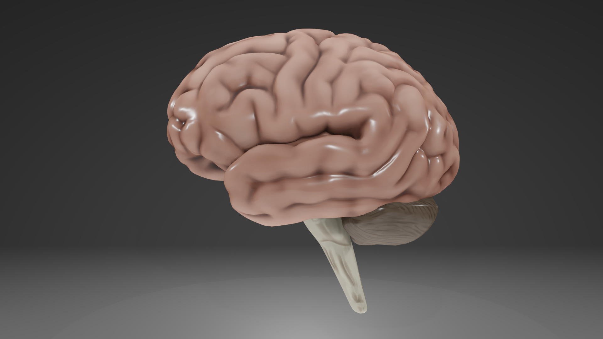 Human Brain Low-poly 3D model_5