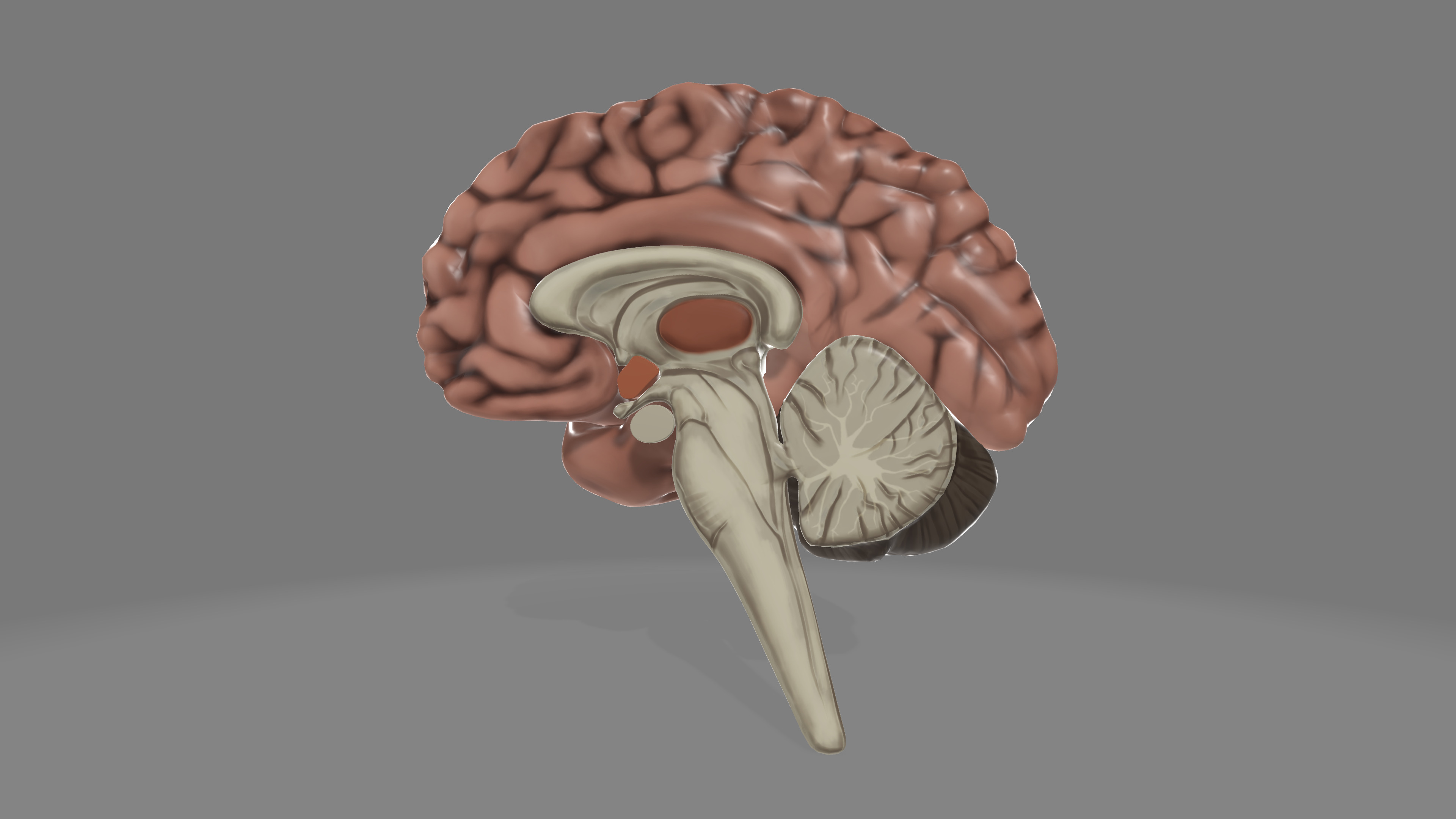 Human Brain Low-poly 3D model_43