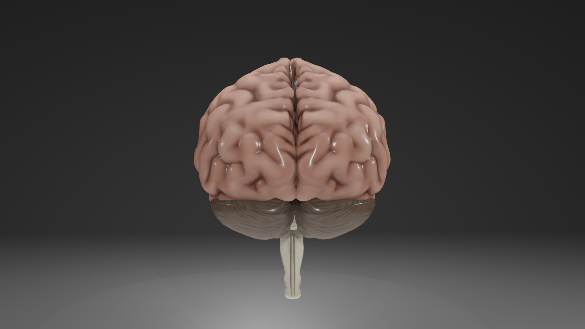 Human Brain Low-poly 3D model_3