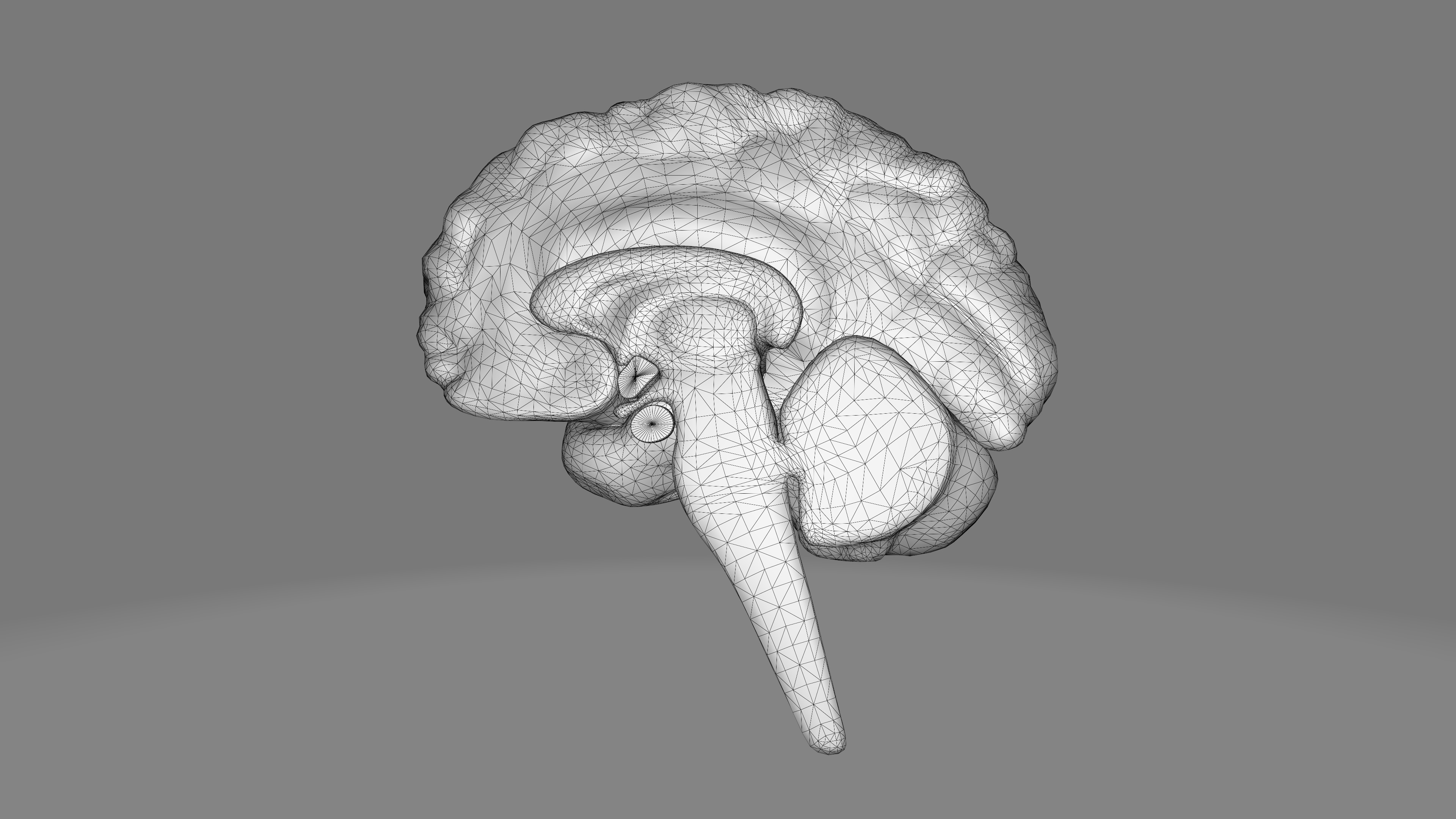 Human Brain Low-poly 3D model_21