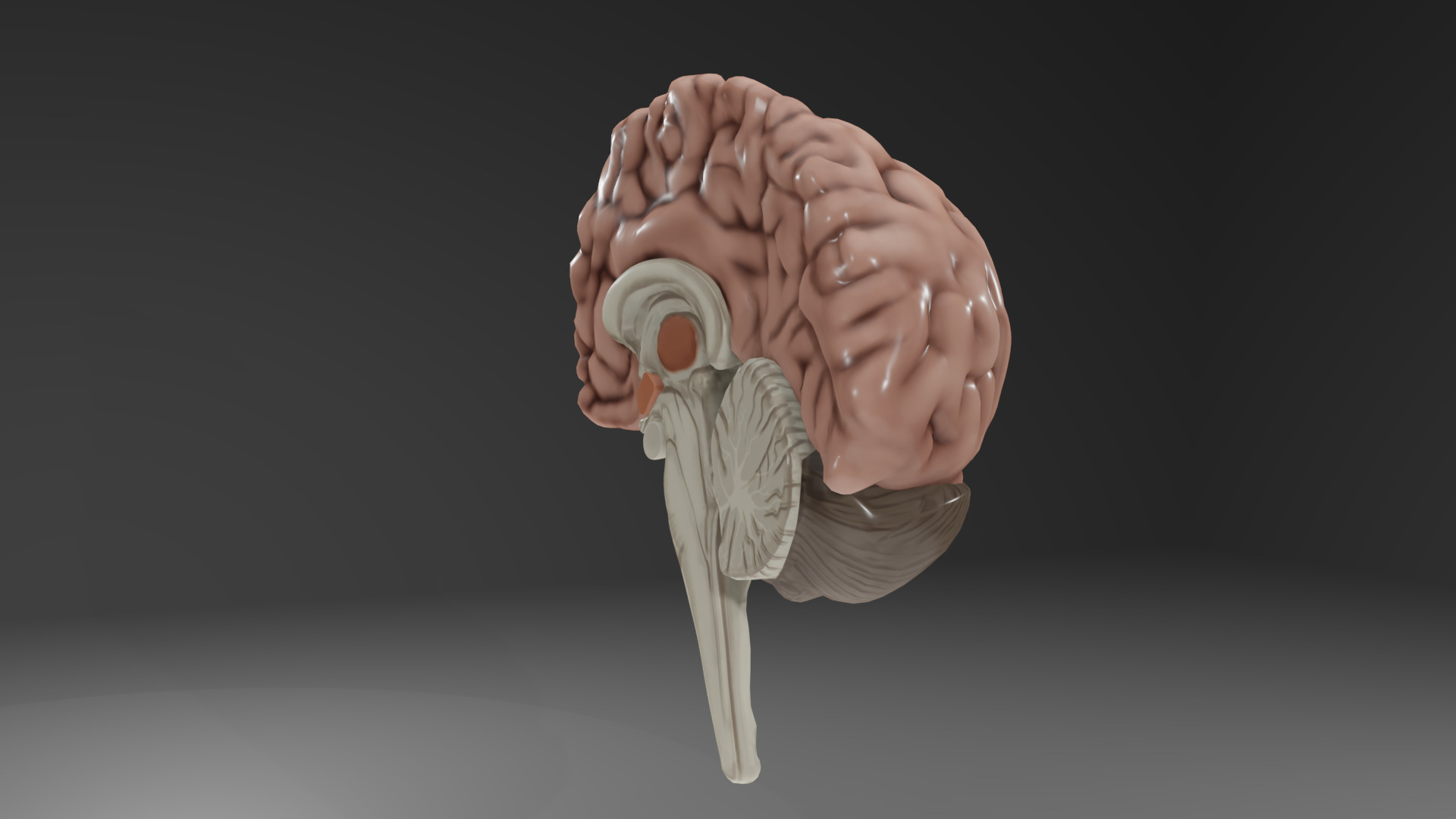 Human Brain Low-poly 3D model_23