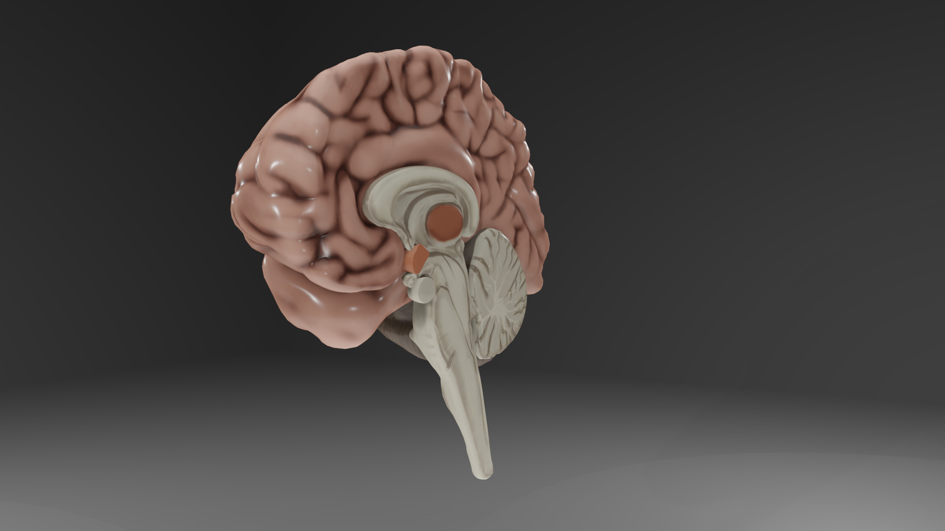 Human Brain Low-poly 3D model_42