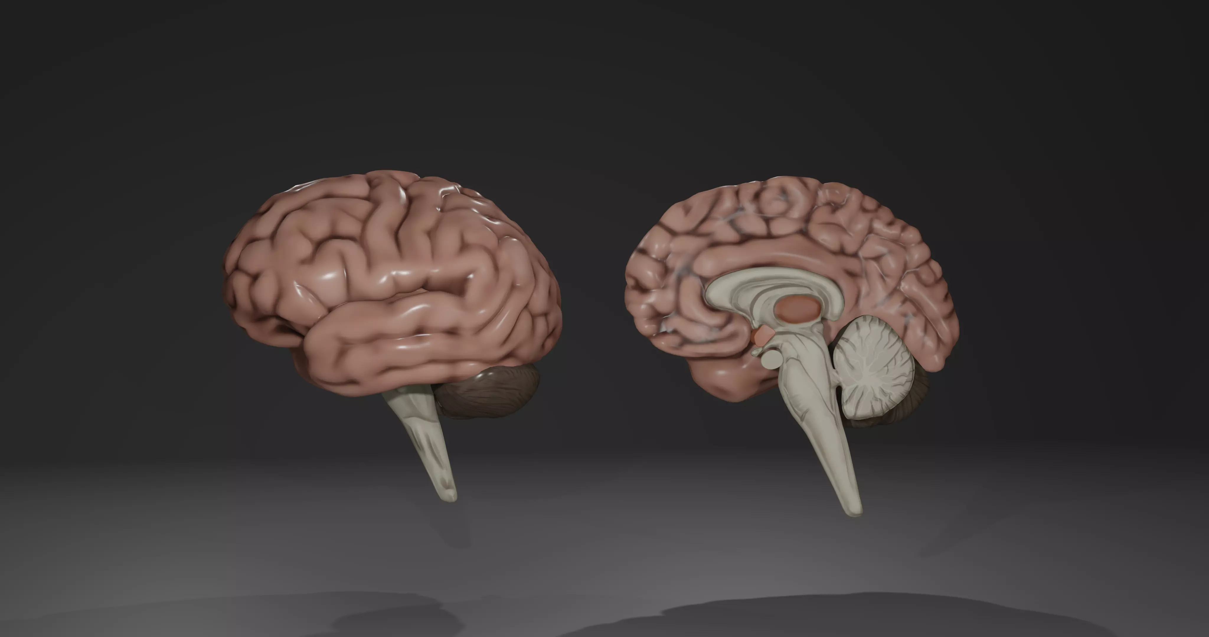 Human Brain Low-poly 3D model_0