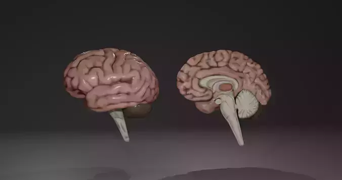 Human Brain