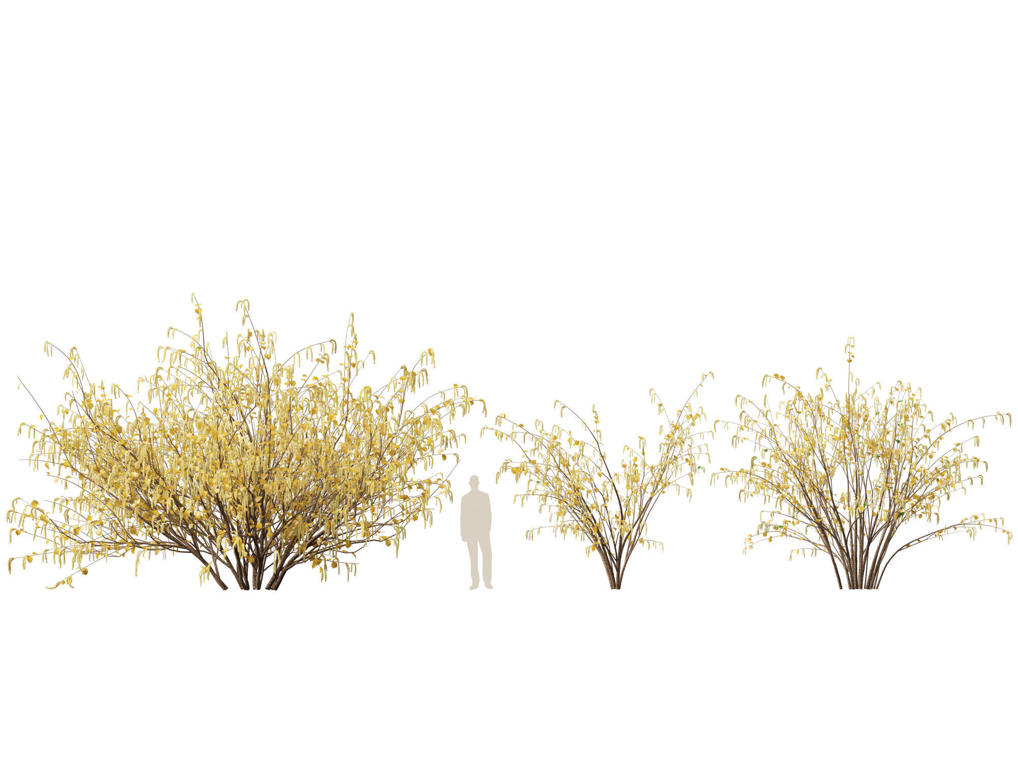 HighpolyLow Poly - Corylus avellana - Common Hazel Low-poly 3D model_6