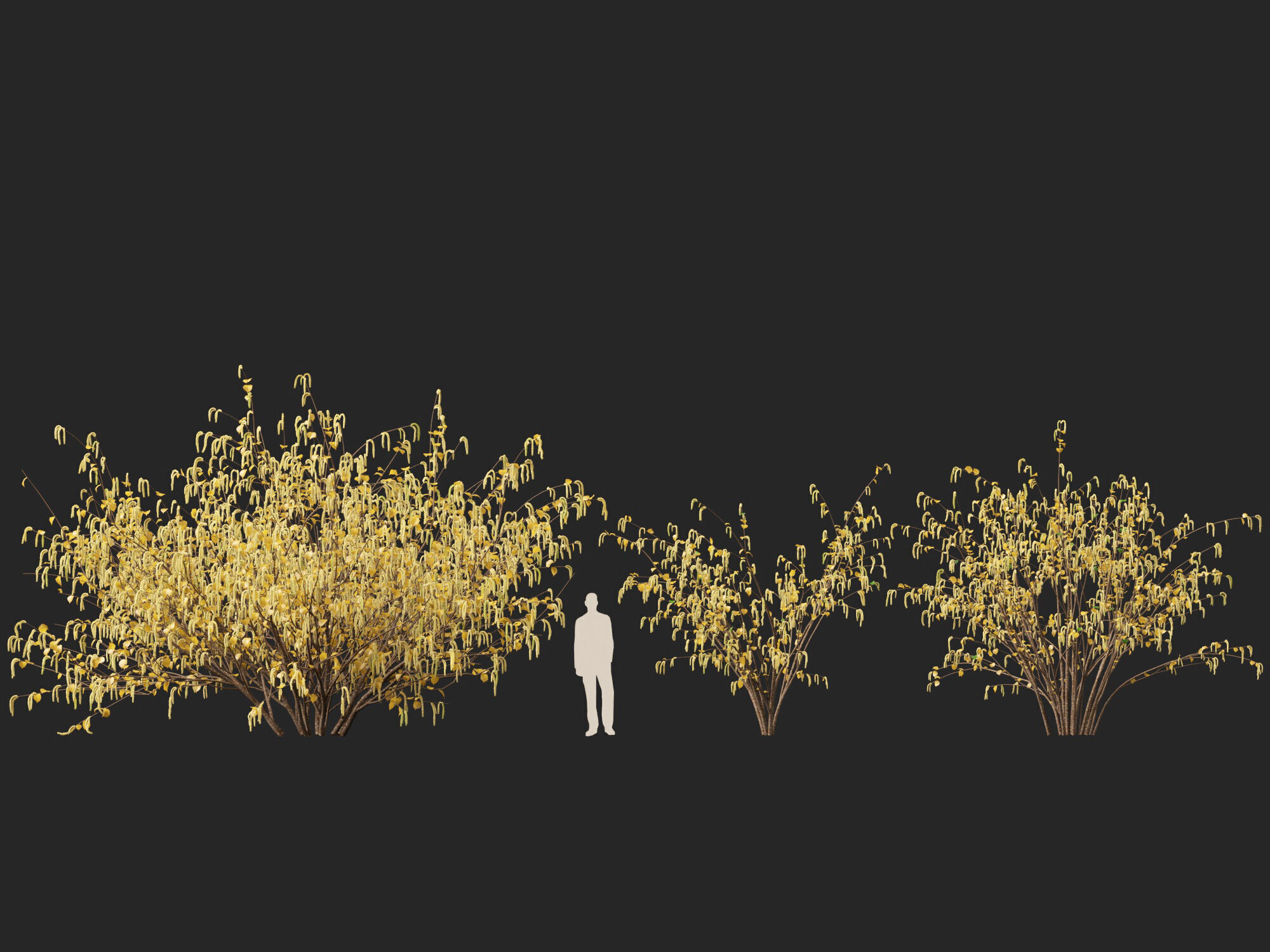 HighpolyLow Poly - Corylus avellana - Common Hazel Low-poly 3D model_7