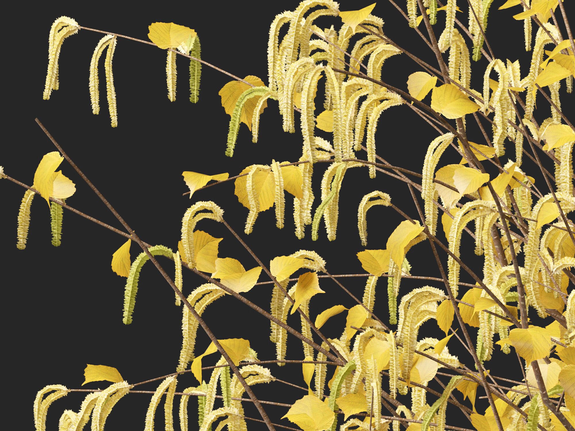 HighpolyLow Poly - Corylus avellana - Common Hazel Low-poly 3D model_4