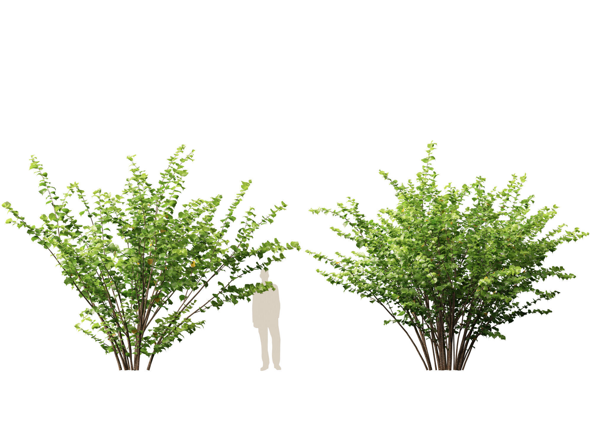 HighpolyLow Poly - Corylus avellana - Common Hazel Low-poly 3D model_8