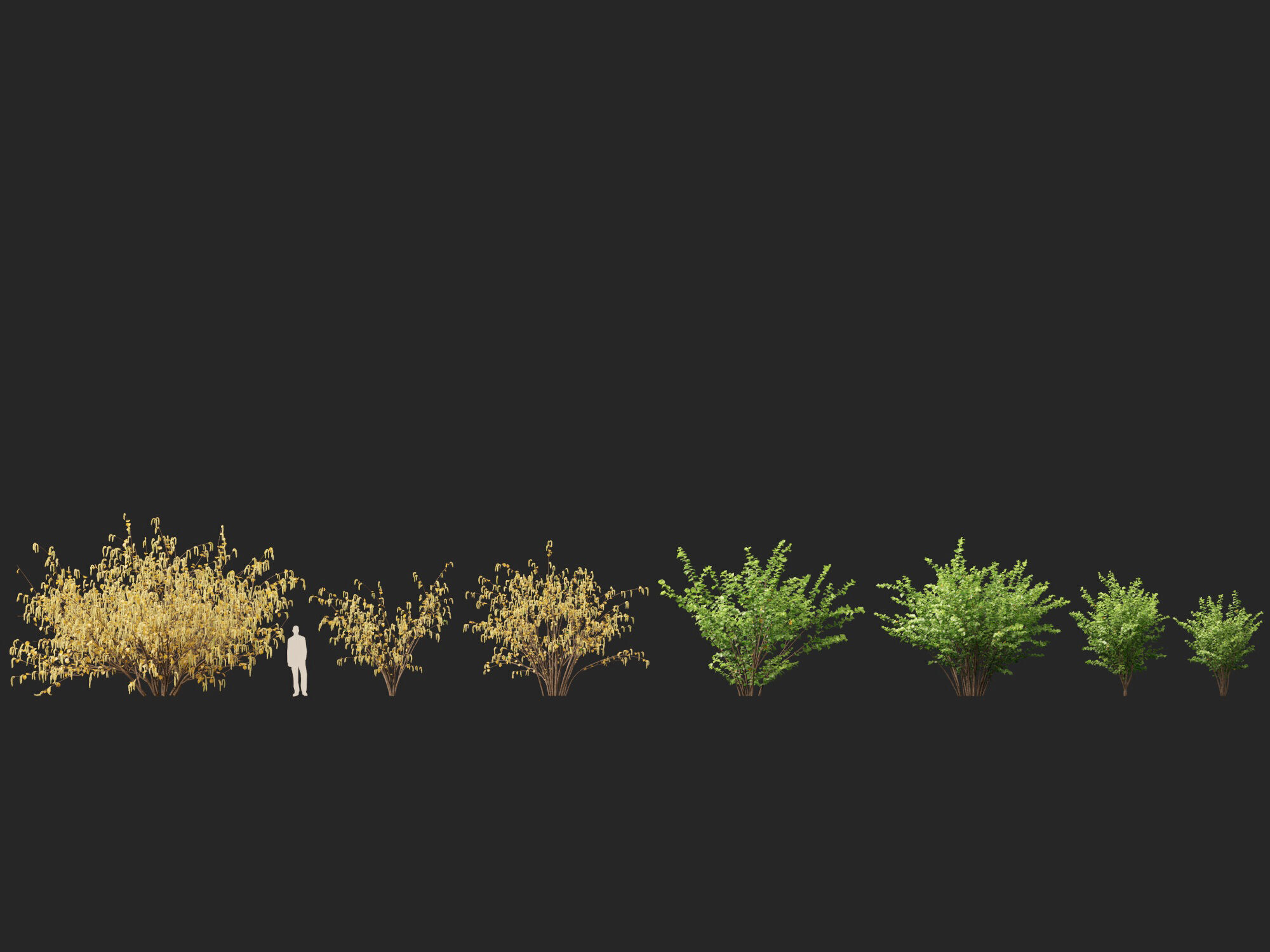 HighpolyLow Poly - Corylus avellana - Common Hazel Low-poly 3D model_5