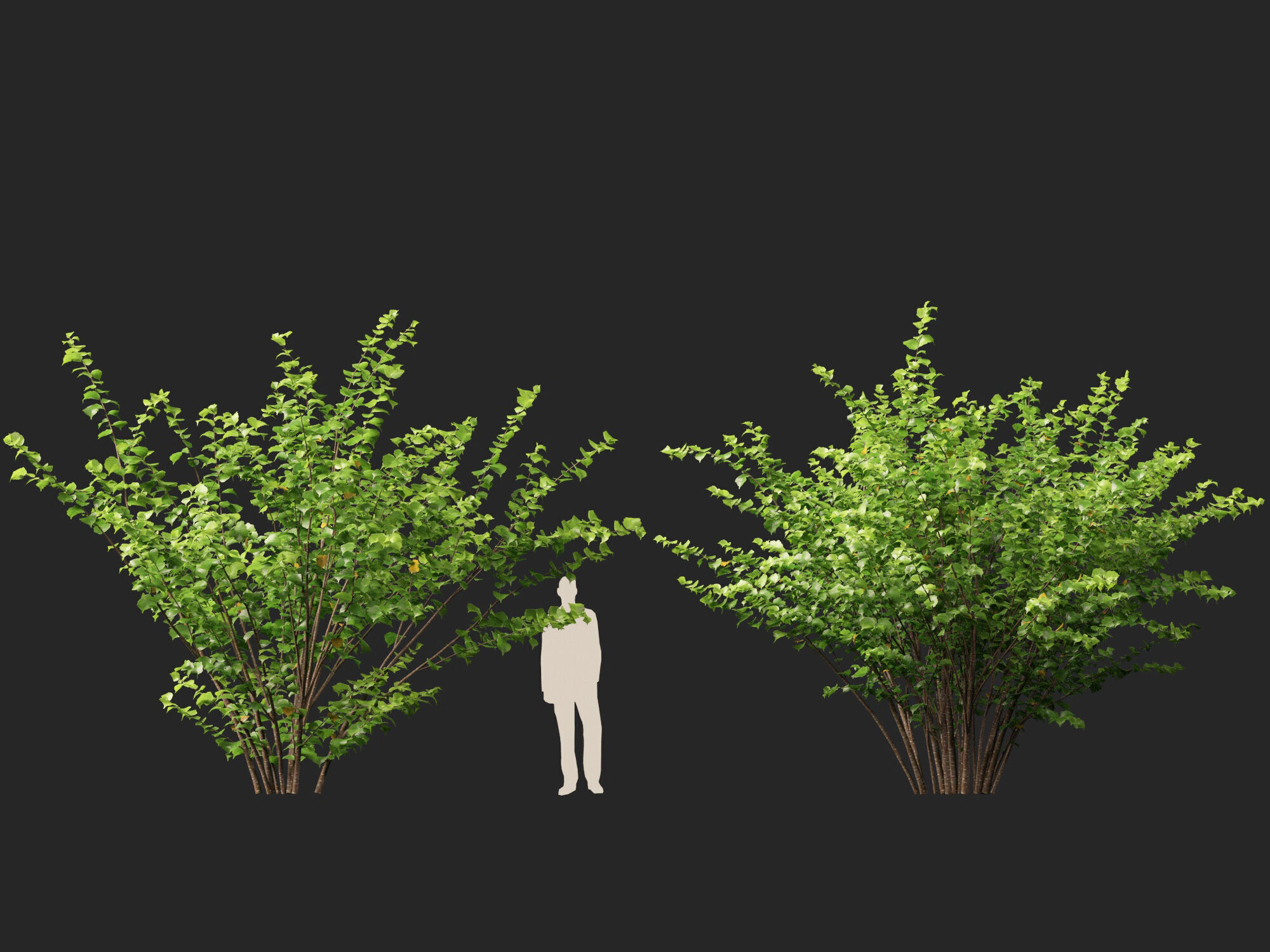 HighpolyLow Poly - Corylus avellana - Common Hazel Low-poly 3D model_9