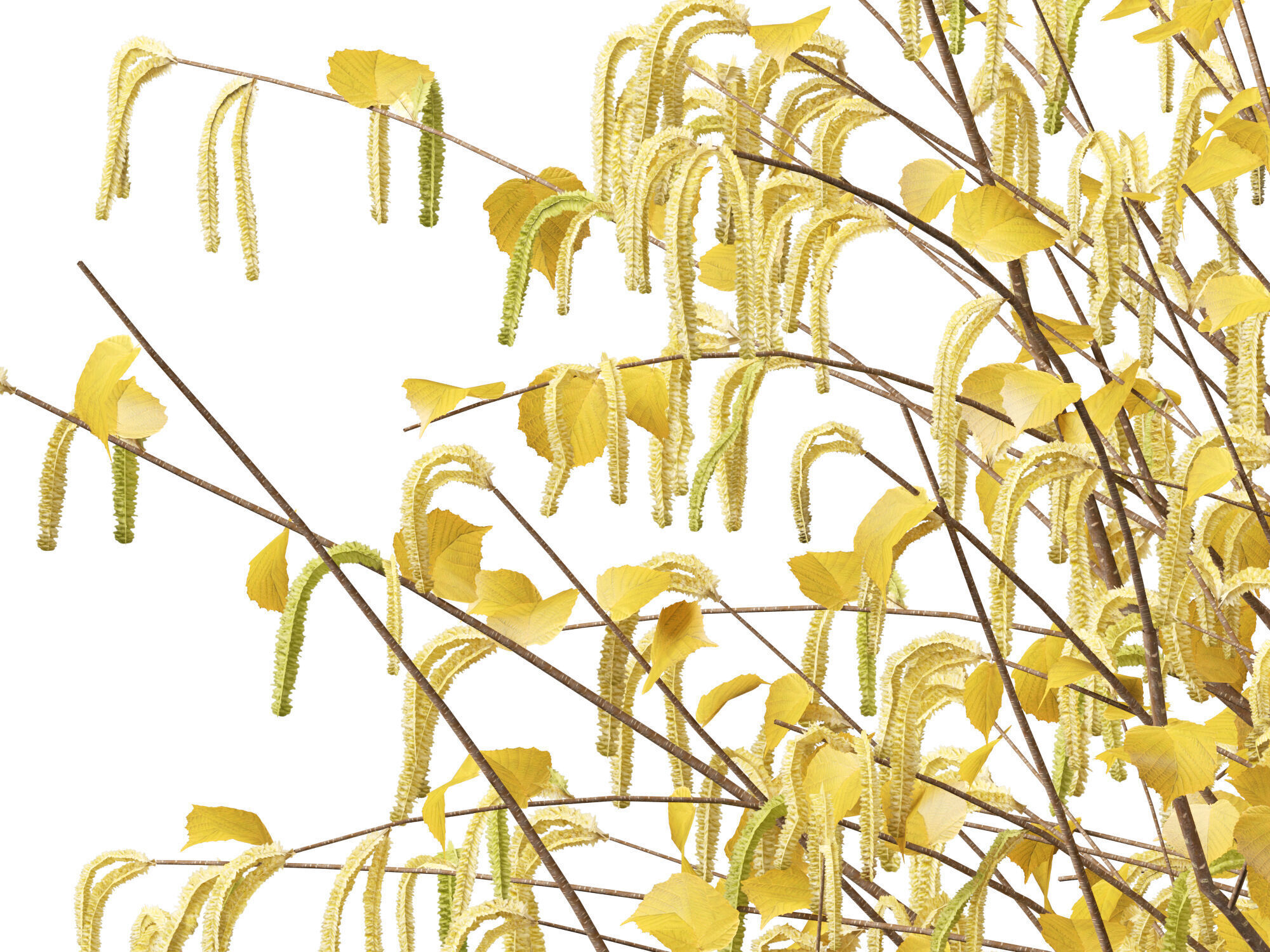 HighpolyLow Poly - Corylus avellana - Common Hazel Low-poly 3D model_3