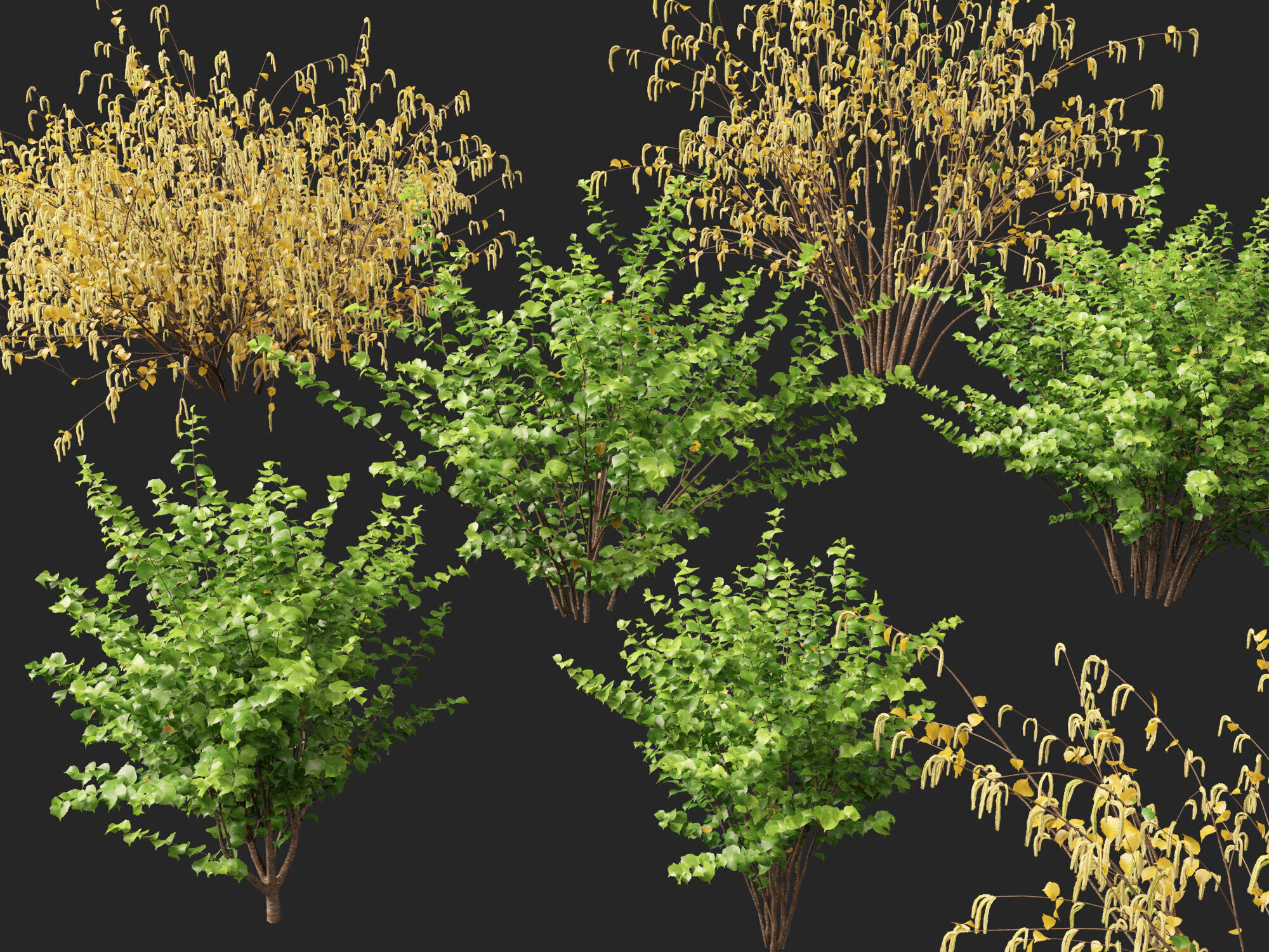 HighpolyLow Poly - Corylus avellana - Common Hazel Low-poly 3D model_2