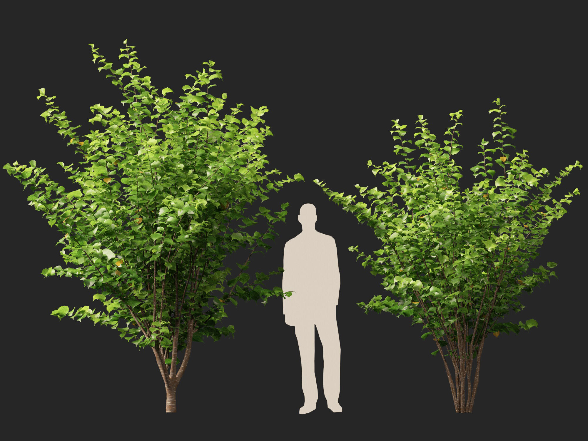 HighpolyLow Poly - Corylus avellana - Common Hazel Low-poly 3D model_11