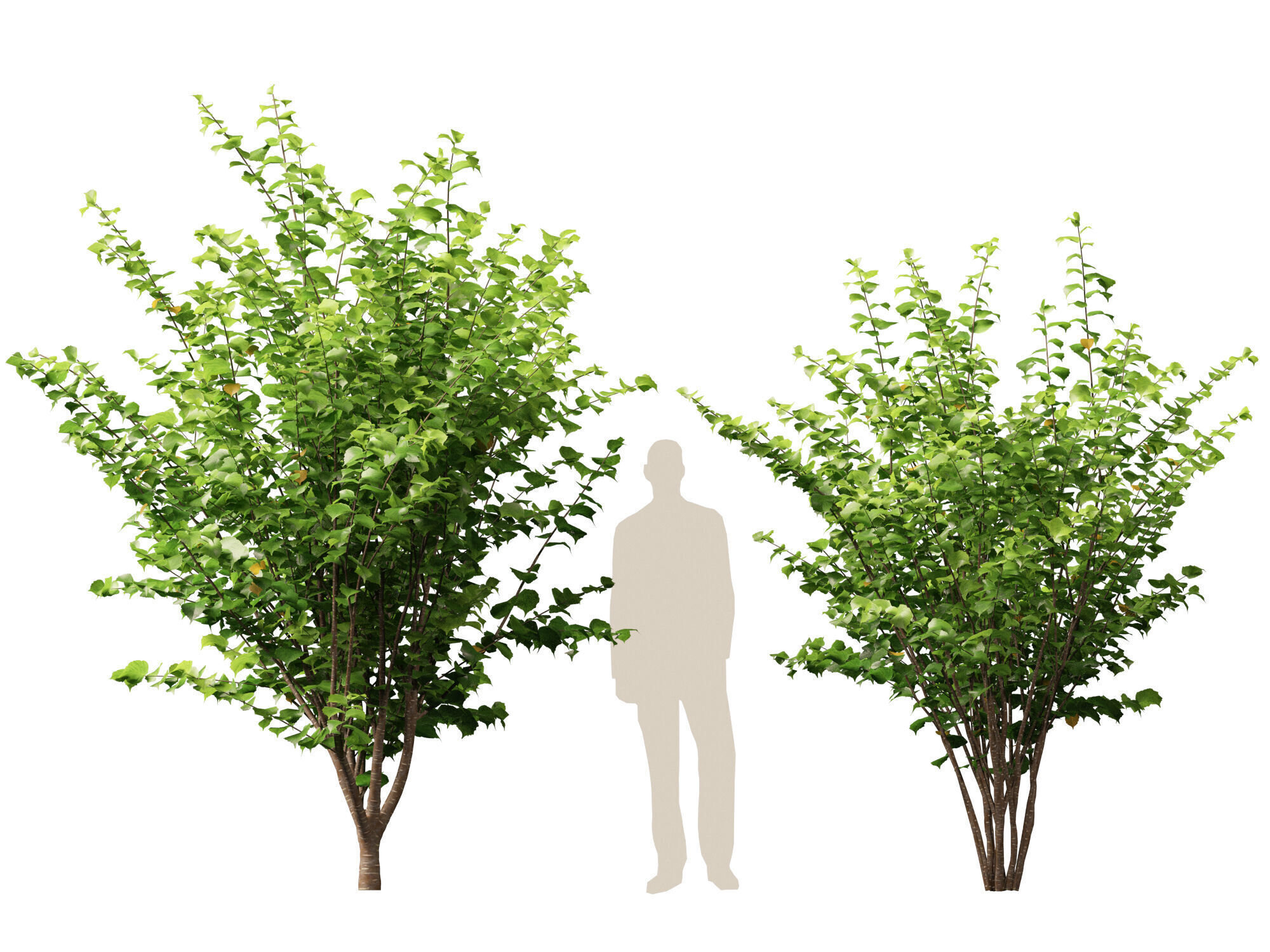 HighpolyLow Poly - Corylus avellana - Common Hazel Low-poly 3D model_10