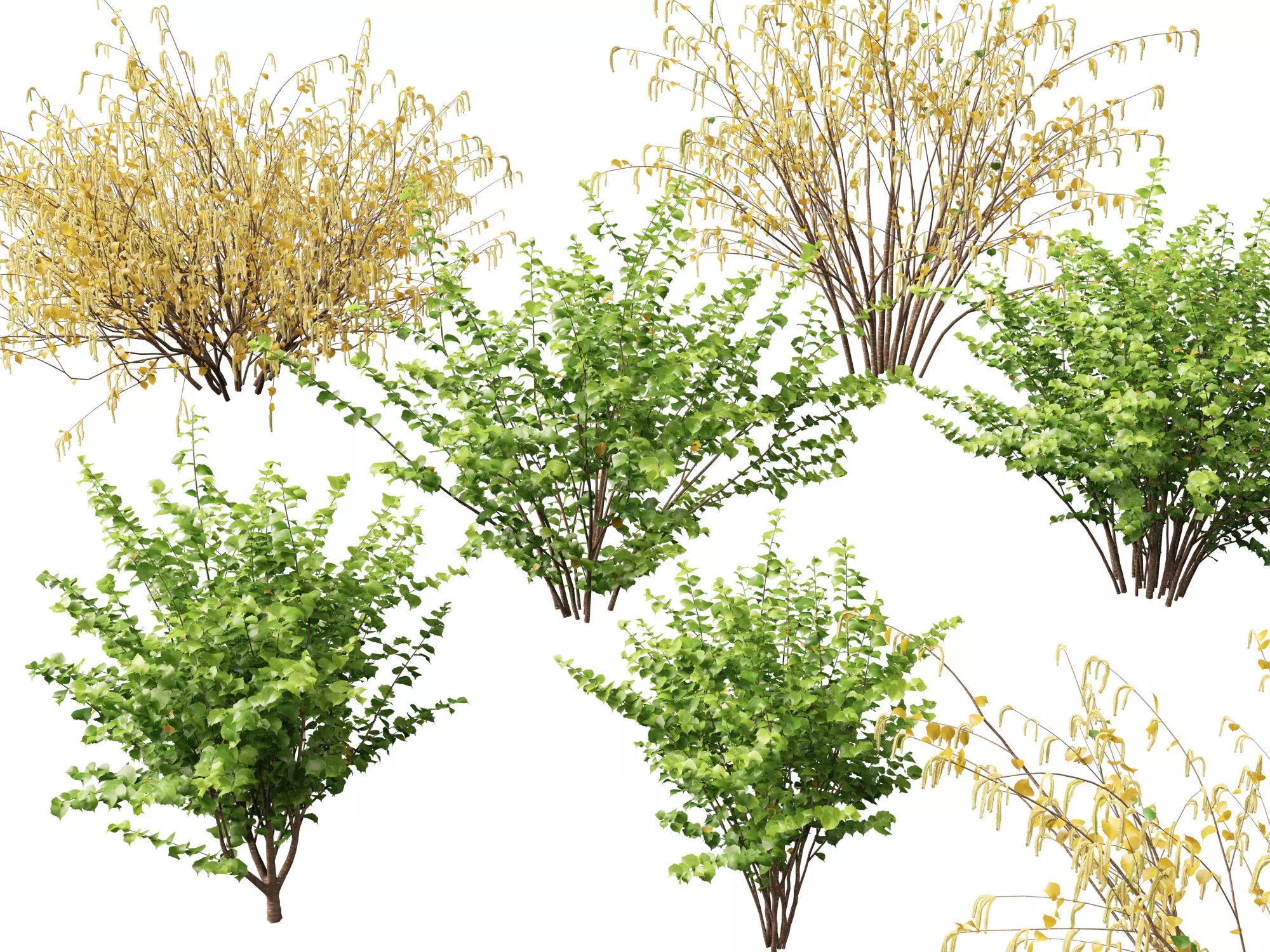HighpolyLow Poly - Corylus avellana - Common Hazel Low-poly 3D model_0
