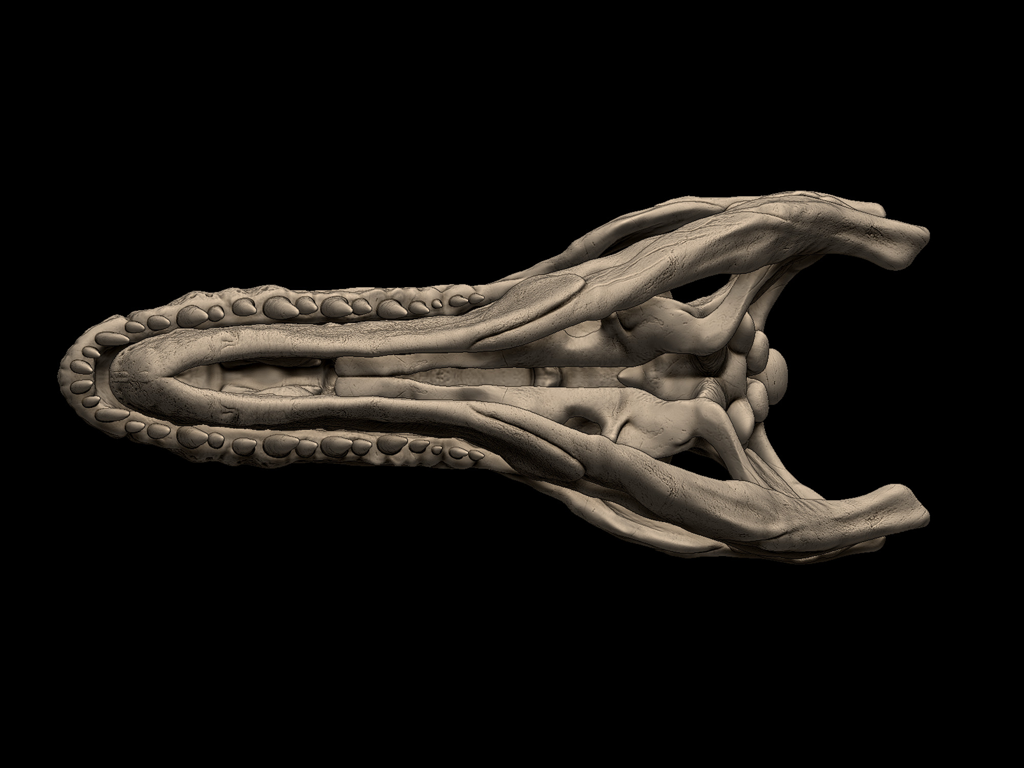 Allosaurus Skull 3D print model_5