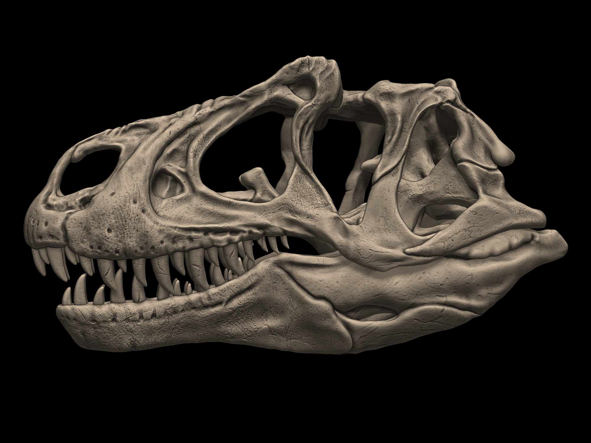 Allosaurus Skull 3D print model_1