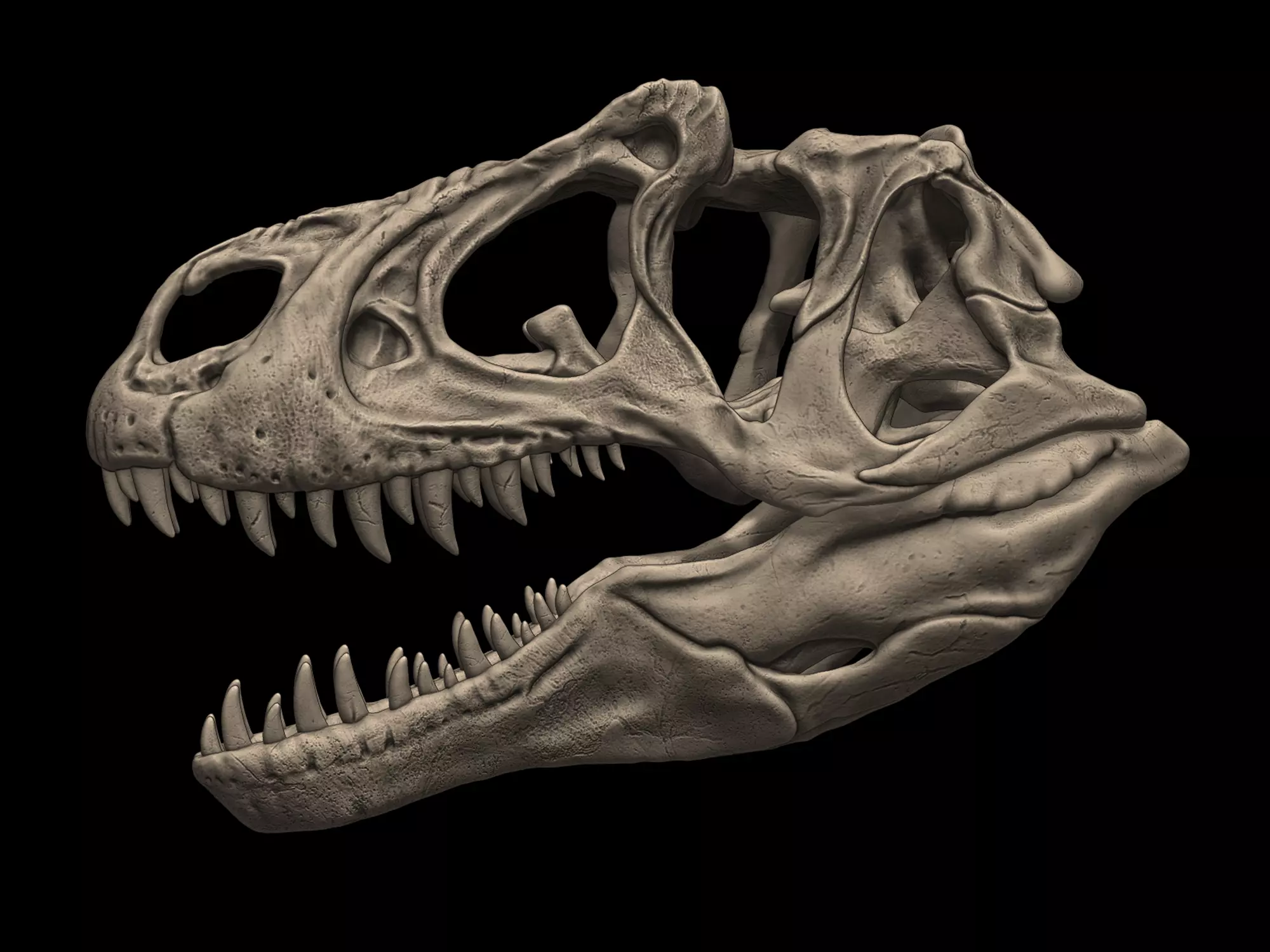 Allosaurus Skull 3D print model_0