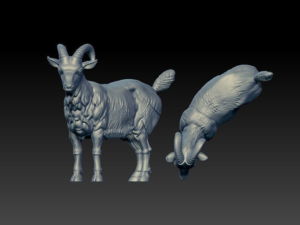 Mountain goat Bovidae model - 3D print 3D print model_1