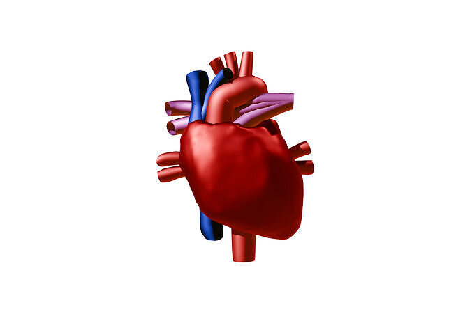 Human Heart Low-poly 3D model