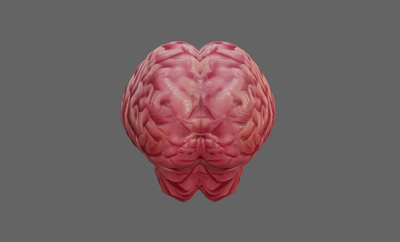 Brain - Cerebro Low-poly 3D model_3