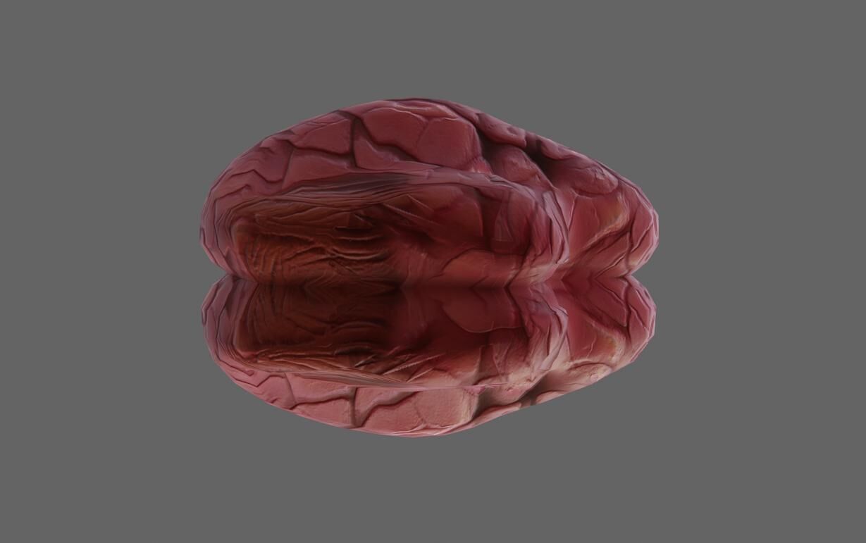 Brain - Cerebro Low-poly 3D model_7