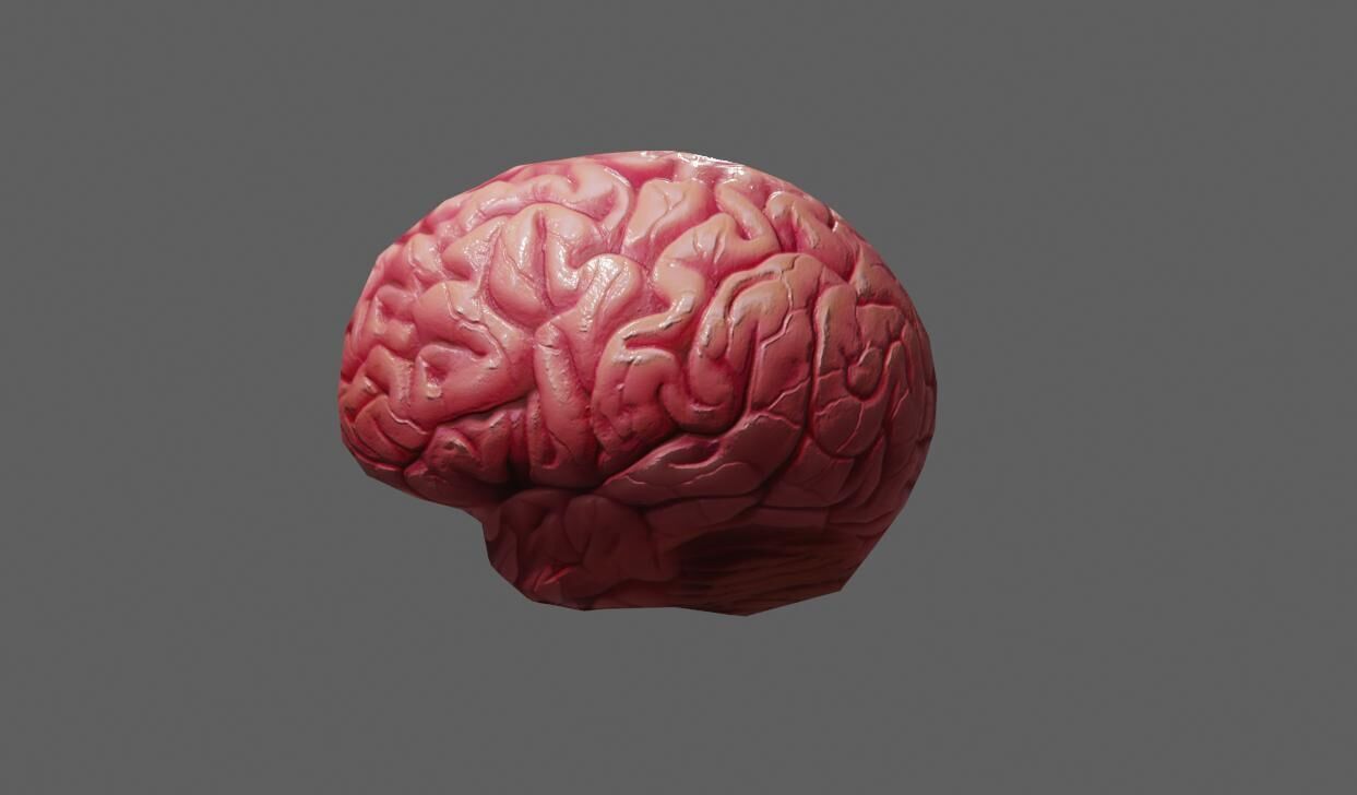 Brain - Cerebro Low-poly 3D model_2