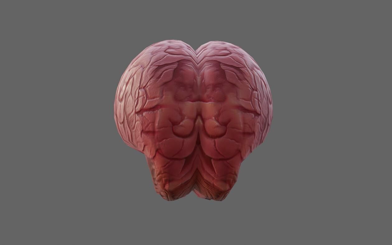 Brain - Cerebro Low-poly 3D model_8