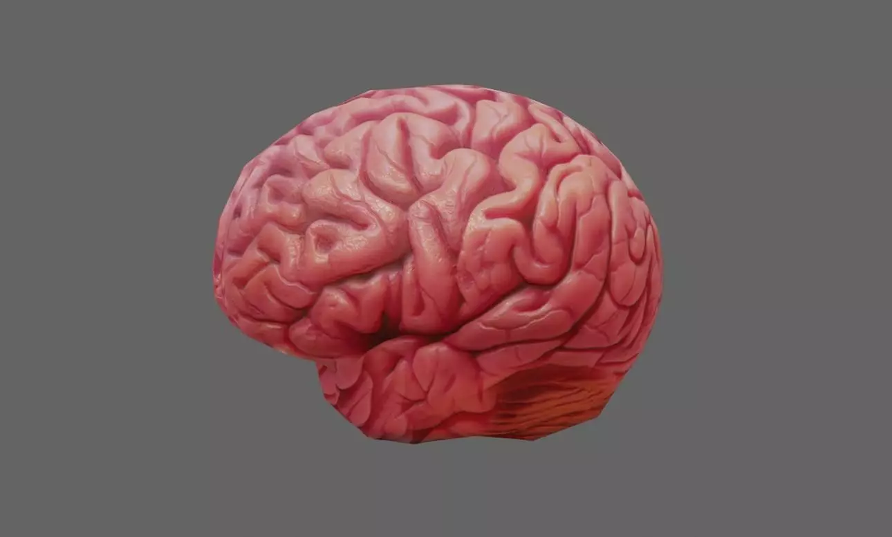 Brain - Cerebro Low-poly 3D model_0