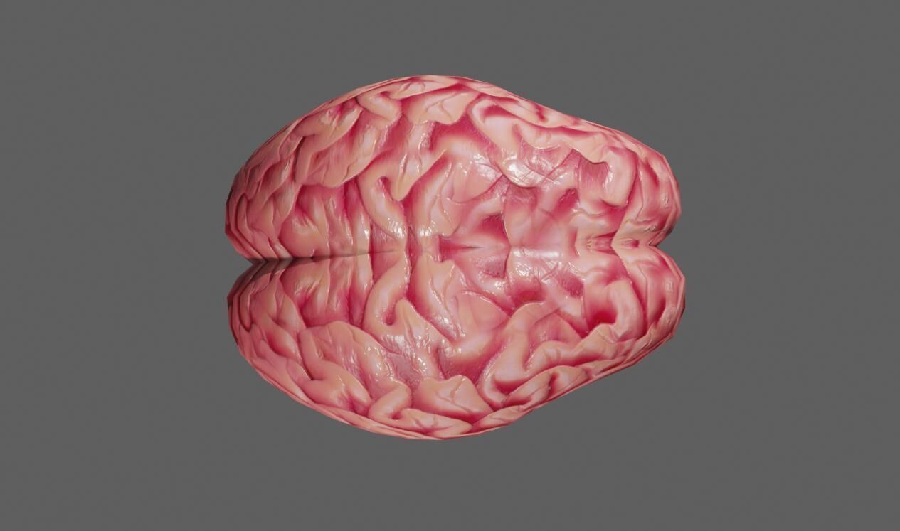 Brain - Cerebro Low-poly 3D model_6